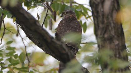 Eurasian Sparrowhawk
