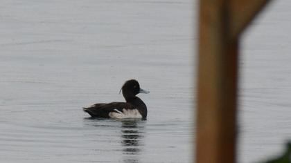 Tufted Duck