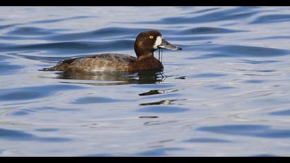 Greater Scaup