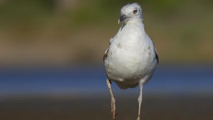 Yellow-legged Gull