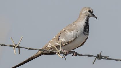 Namaqua Dove
