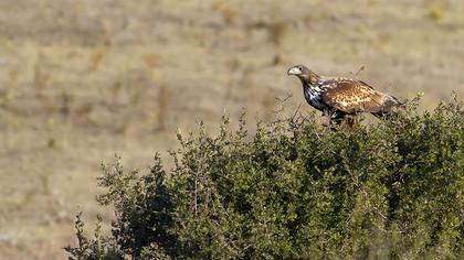 White-tailed Eagle