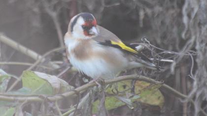 European Goldfinch