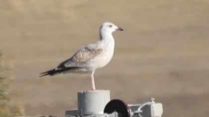 Armenian Gull