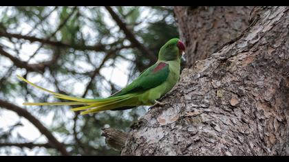 Alexandrine Parakeet