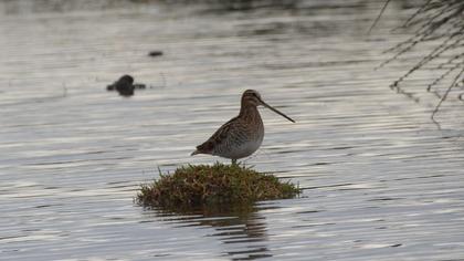 Common Snipe