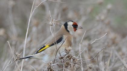 European Goldfinch