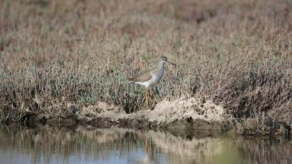 Common Redshank
