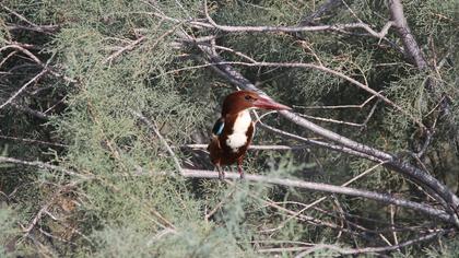 White-throated Kingfisher