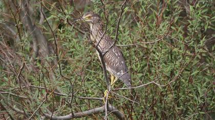 Black-crowned Night Heron