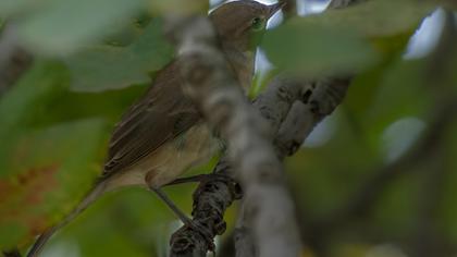 Garden Warbler