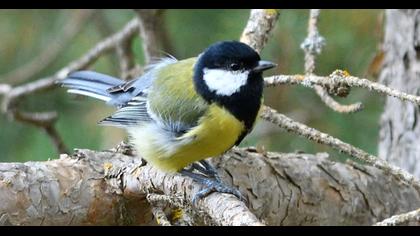 Great Tit