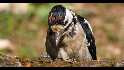 Great Spotted Woodpecker