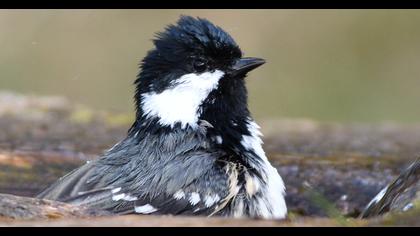 Coal Tit