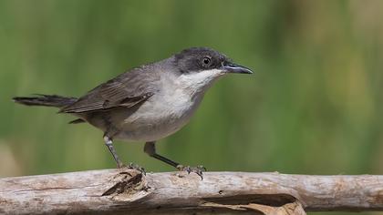 Eastern Orphean Warbler