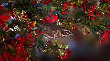 Redwing