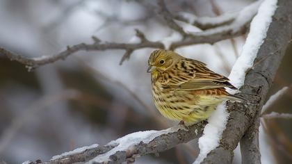 Yellowhammer