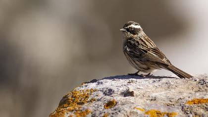 Radde`s Accentor