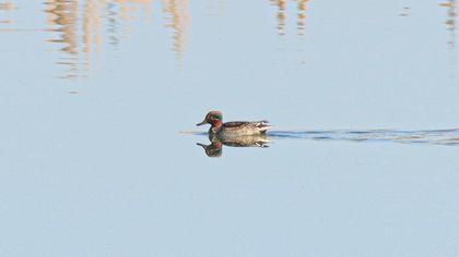 Eurasian Teal