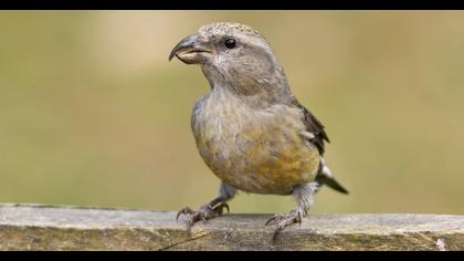Red Crossbill
