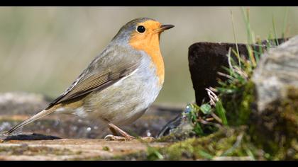 European Robin