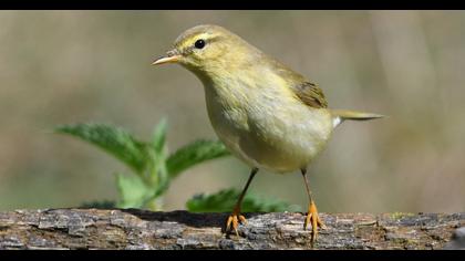Willow Warbler