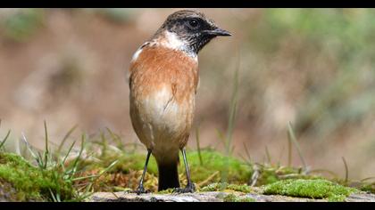 European Stonechat