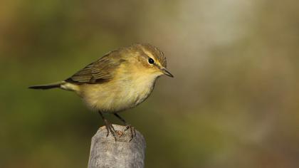 Common Chiffchaff