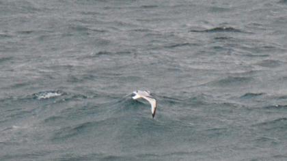 Black-legged Kittiwake