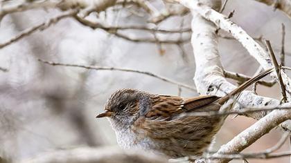 Dunnock