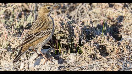 Meadow Pipit
