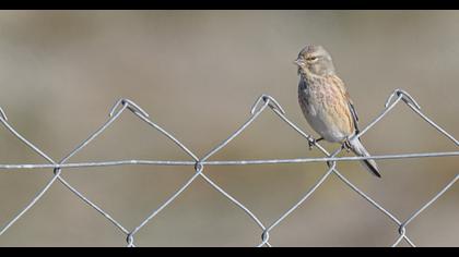 Common Linnet