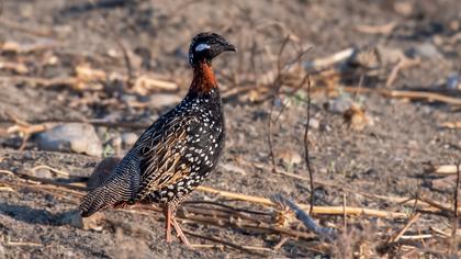 Black Francolin