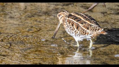 Common Snipe