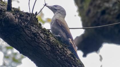 Grey-headed Woodpecker