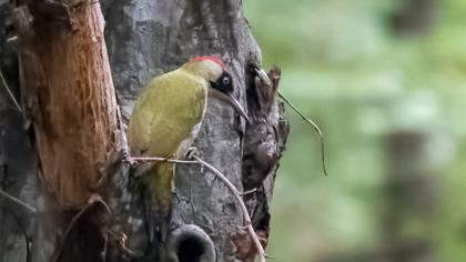 European Green Woodpecker