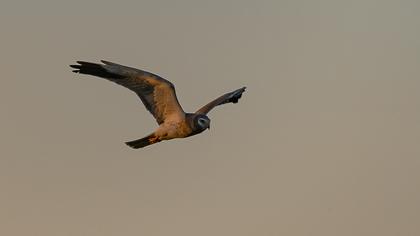 Pallid Harrier