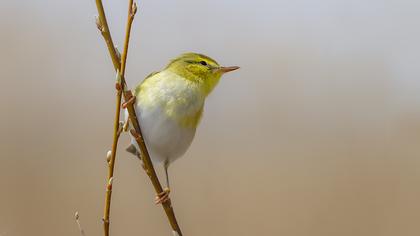 Wood Warbler