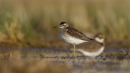 Wood Sandpiper