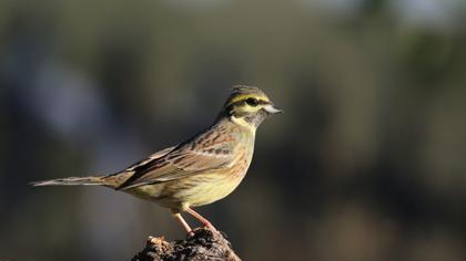 Cirl Bunting