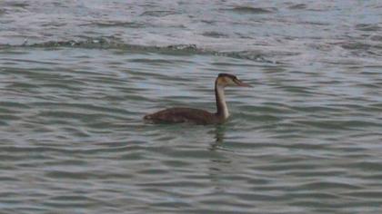 Great Crested Grebe