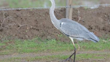 Grey Heron