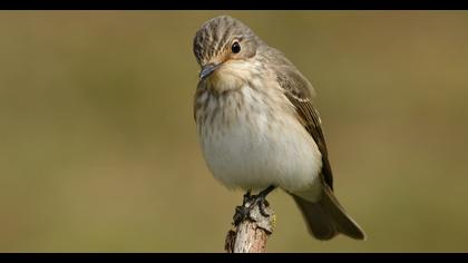 Spotted Flycatcher