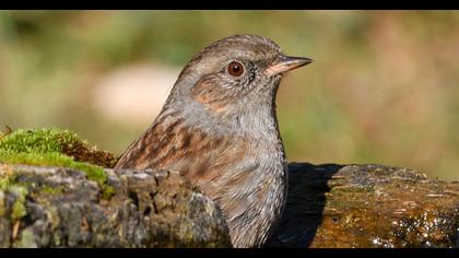 Dunnock