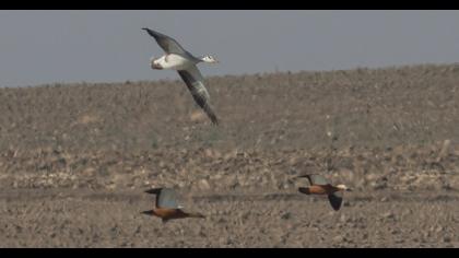 Bar-headed Goose