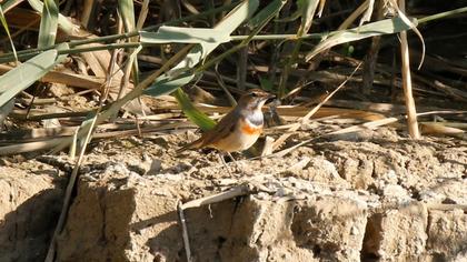 Bluethroat