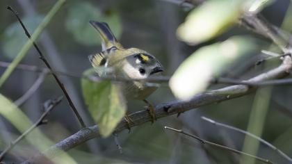 Goldcrest