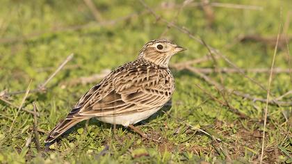 Eurasian Skylark