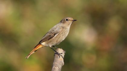 Black Redstart