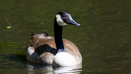 Canada Goose